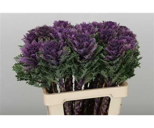Brassica Crane Queen X5