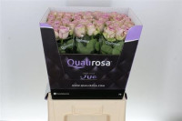 Rose Lullaby 50 sm