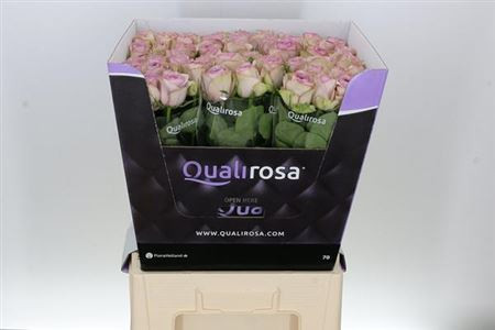 Rose Lullaby 50 sm