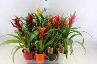 Guzmania Gem 14/65 ceramic