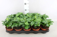 Coffea Arabica 12/30