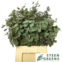 Eucalipt Robusta 55 cm