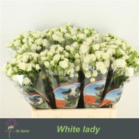 Spray White lady 80 sm
