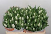 Tulp En Update Holland