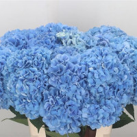 Hydr Z Royal Pride Blue X5 Holland