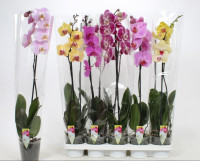 Phal A2 1-tak Sion Mix 12/60