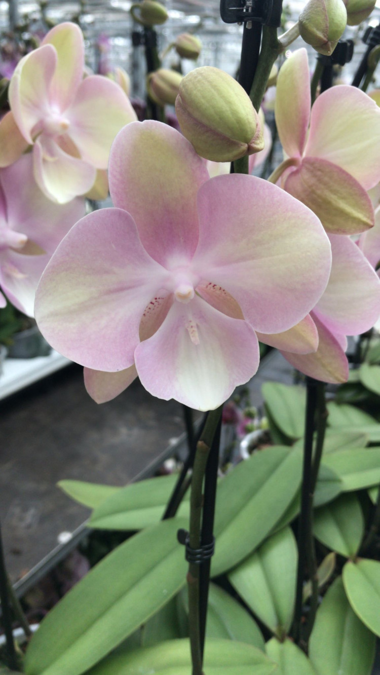 Phal 2-tak Shakira 12/60