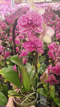 Phal 3-tak Hsb VG 12/65