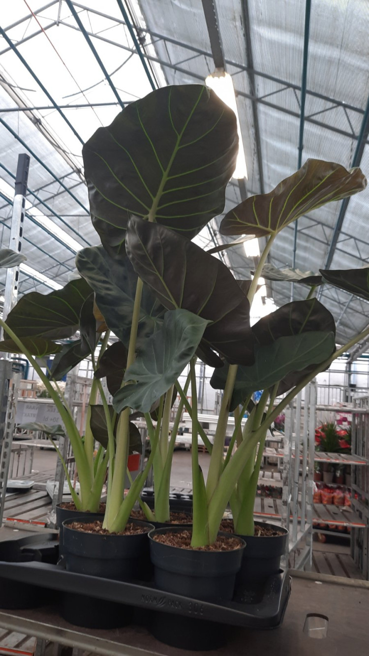 Alocasia Ov 17/80