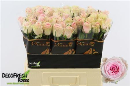 Rose Duchesse 40 sm