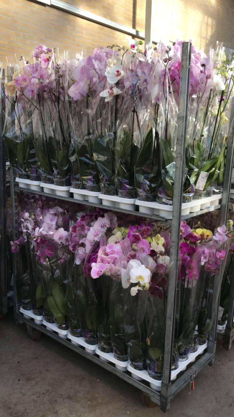 Phal 1/2 VG Basic 12/55