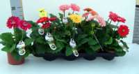 Gerbera Mix  9/25