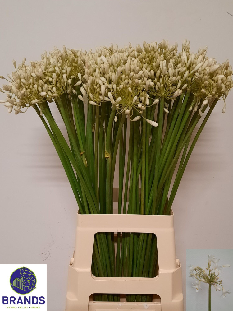 Agapanthus Prinses Marilen Holland
