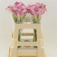 Zantedeschia Dior X10 Holland