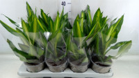 Dracaena Frag Cintho 13/38