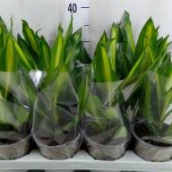 Dracaena Frag Cintho 13/38 - зображення_viber_2025-03-26_13-45-12-930