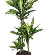 Dracaena Frag Cintho 13/38 - Dracaena Fragranc Cintho 24
