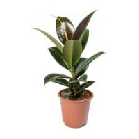 Ficus El Melany 27/130