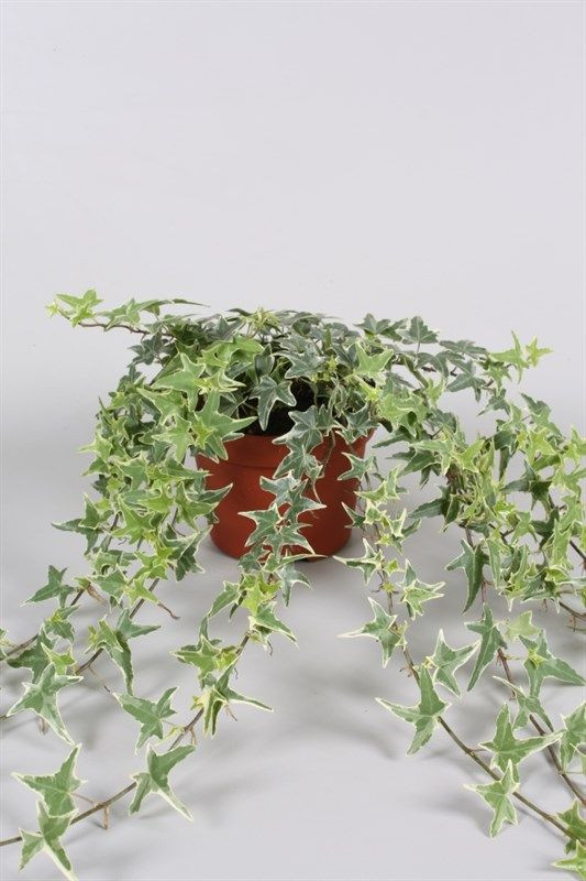 Hedera He Wonder 17/110