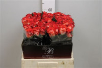 Rose Blush 60 sm