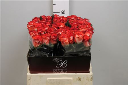 Rose Blush 60 sm