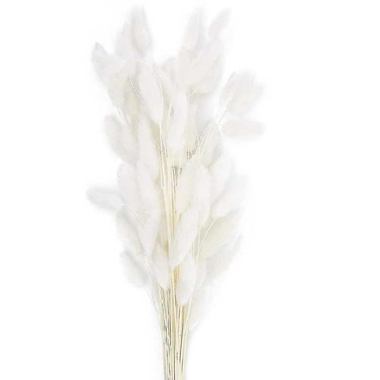 Lagurus Blanco 70 cm Holland