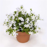 Campanula Adansa White