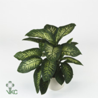 Dieffenbachia Tropic Snow