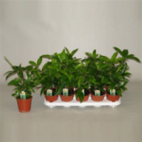 Dracaena Surculosa (decorum)