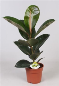 Ficus El Robusta (grower)