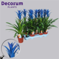 Guzmania Ocean Blue (decorum)