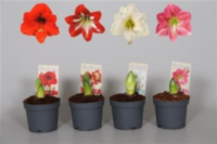 Hippeastrum 1 Knop (decorum)