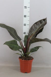 Philodendron Imperial Green 17/65