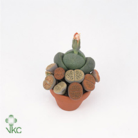 Lithops