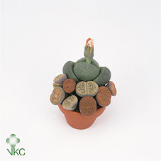Lithops