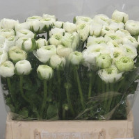 Ranunculus White Holland