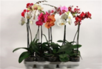 Phal 1-tak Sion (limited)