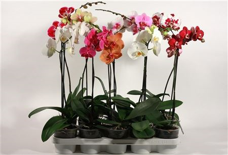 Phal 1-tak Sion (limited)