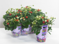 Fragaria Delizz 12/20 клубніка