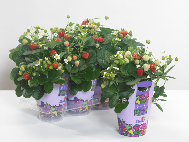 Fragaria Delizz 12/20 клубніка