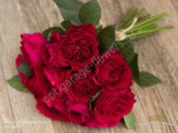 Rose Austin Darcey 50 sm
