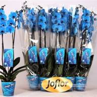 Phal Blue 12/75 - X356871_H_1