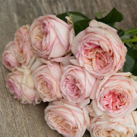 Rose Angie Romantica 70 sm