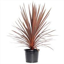 Cordyline Red Star 17/75