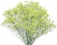 Limonium Fantasia Wings