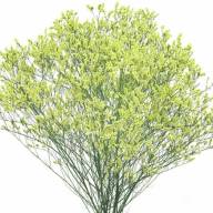 Limonium Fantasia Wings - fd6ca8eed2608e662da523f3f4f7abc171b2248a