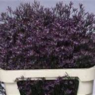 Limonium Fantasia Wings - B116226_0014987920_H_1