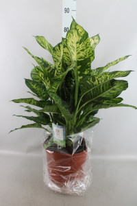 Dieffenbachia Summer Style 17/60