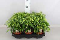 Ficus Be Green Kinky 12/30