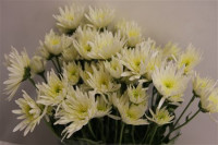 Chr T Delian White X5